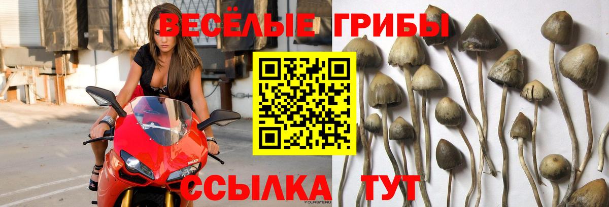 Псилоцибиновые грибы ЛСД Озёрск